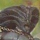 Viper King